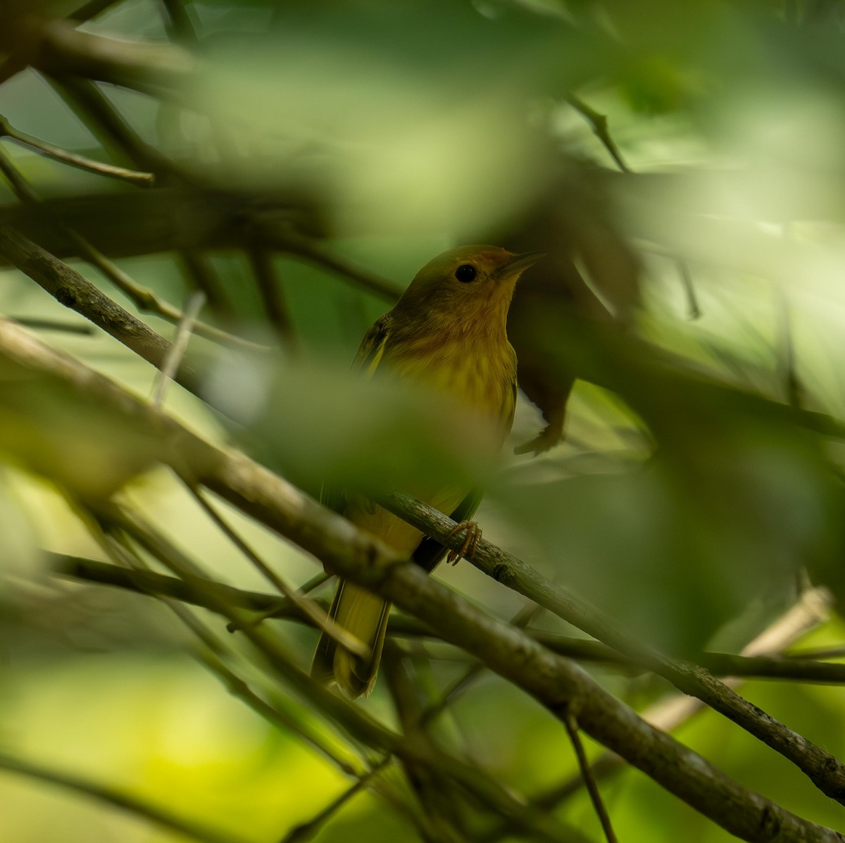 Northern Yellow Warbler - ML647377939