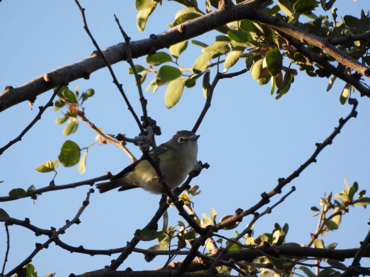 Kurşuni Vireo - ML647377942