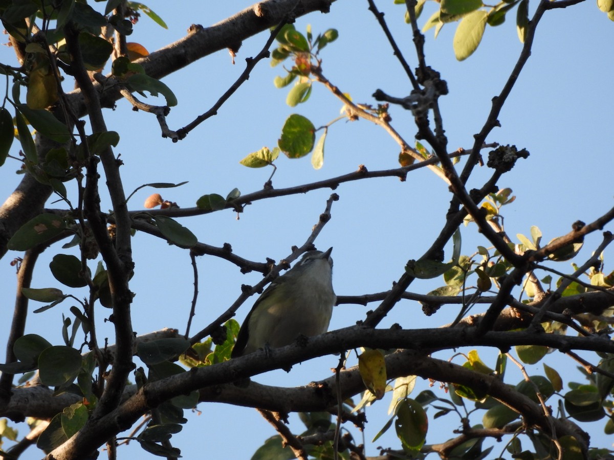 Kurşuni Vireo - ML647377943