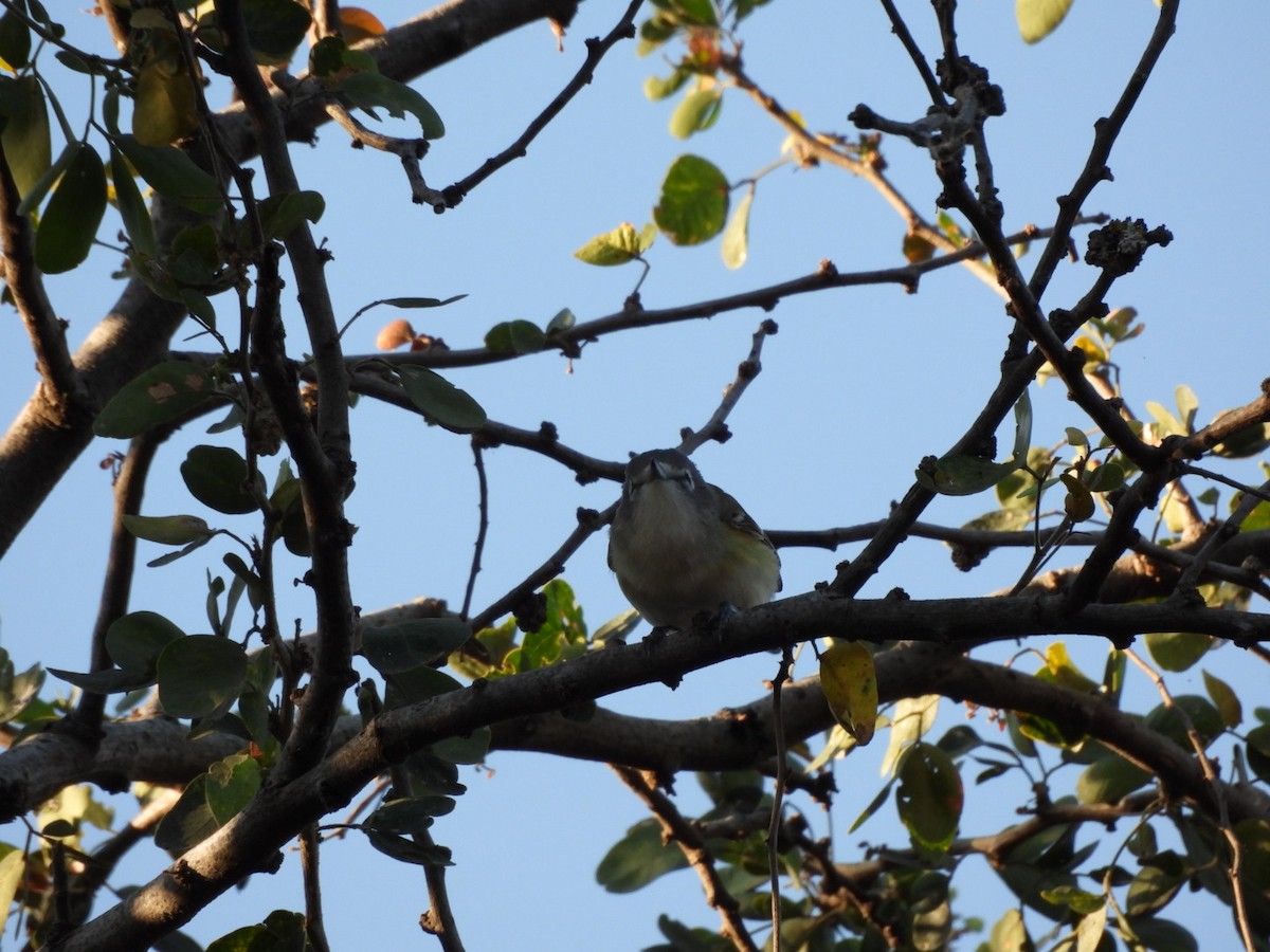 Kurşuni Vireo - ML647377944