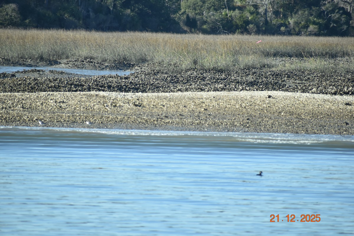 Petit ou Grand Chevalier - ML647377945