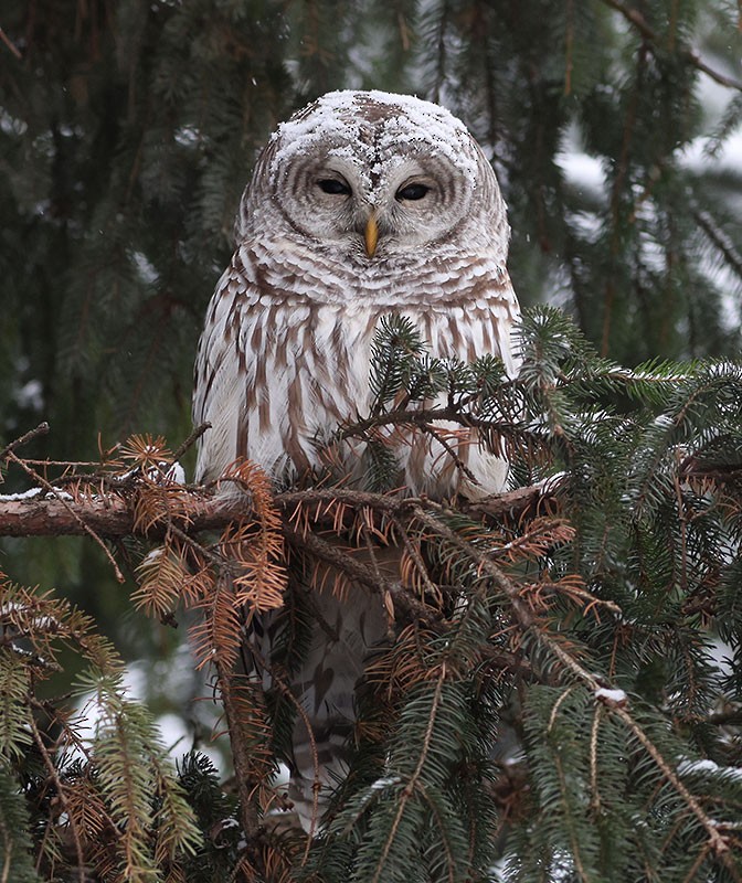 アメリカフクロウ - ML647377954