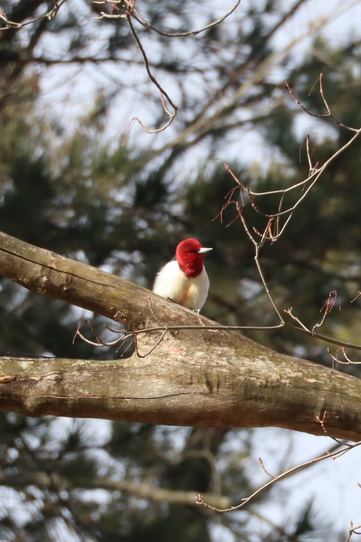 Red-headed Woodpecker - ML647377959