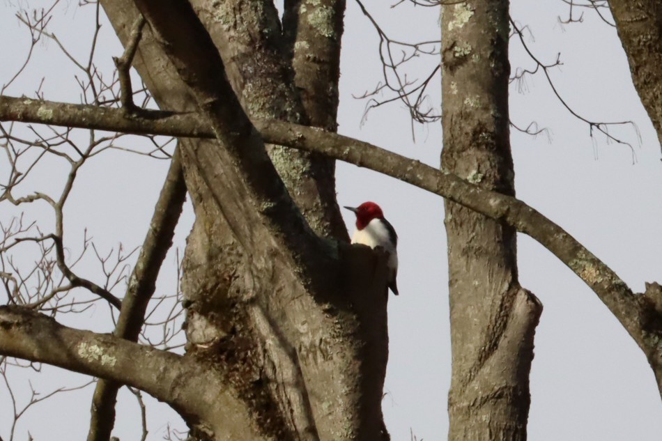 Red-headed Woodpecker - ML647377962