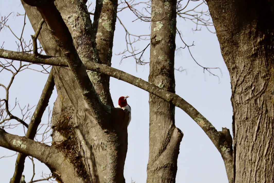 Red-headed Woodpecker - ML647377963