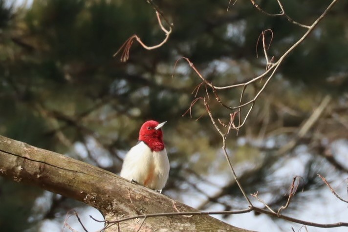Red-headed Woodpecker - ML647377964