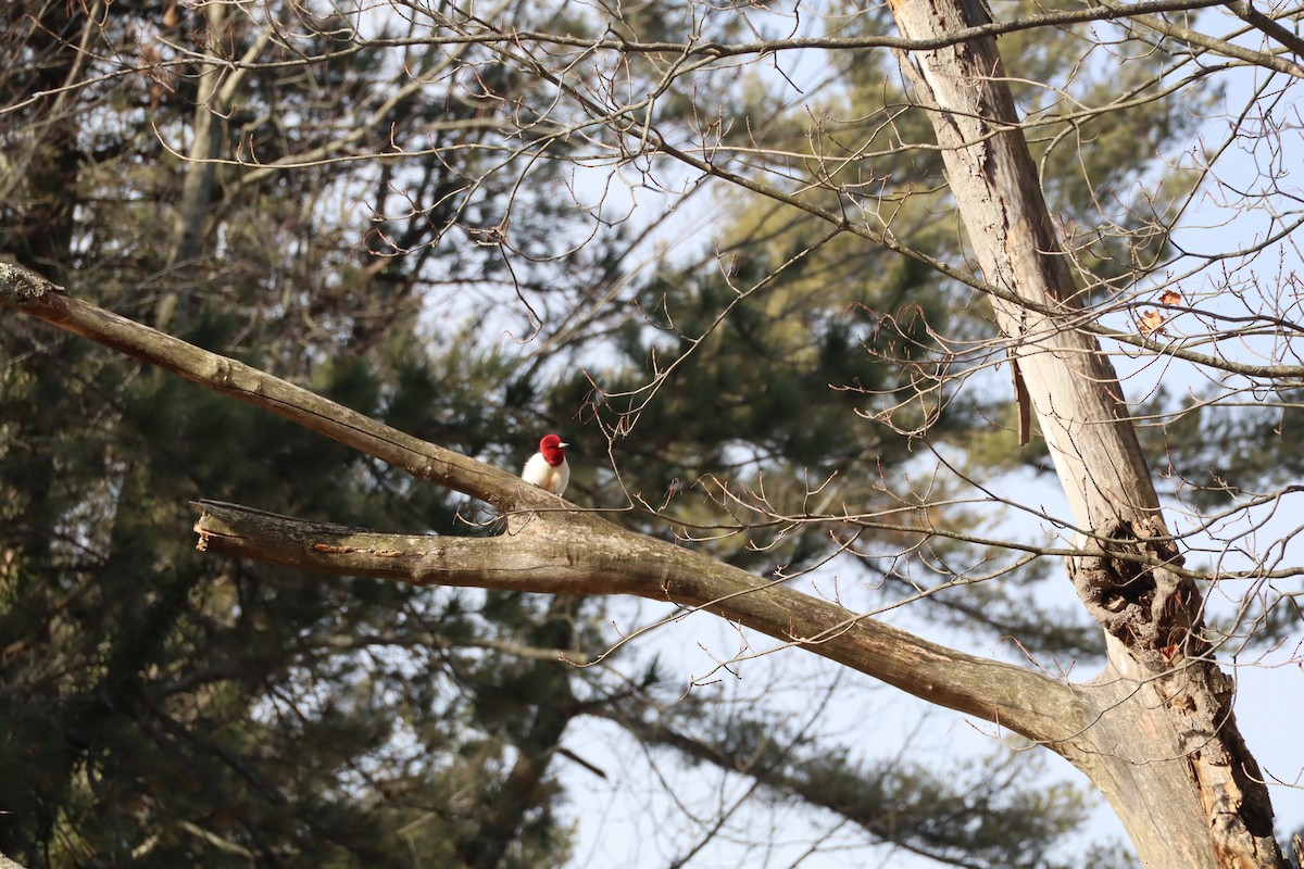 Red-headed Woodpecker - ML647377966