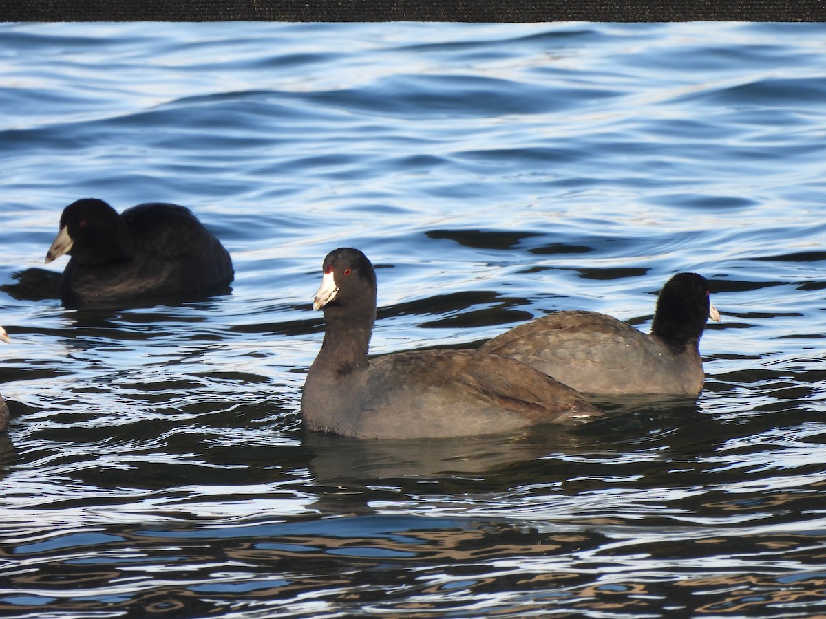 Лиска американська - ML647377967