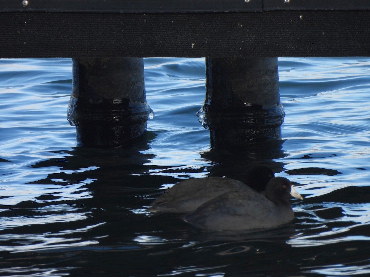 Лиска американська - ML647377968