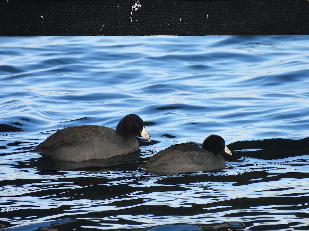 Лиска американська - ML647377969