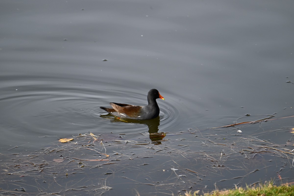 slípka americká - ML647377988