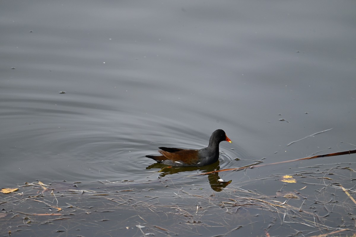 slípka americká - ML647377989