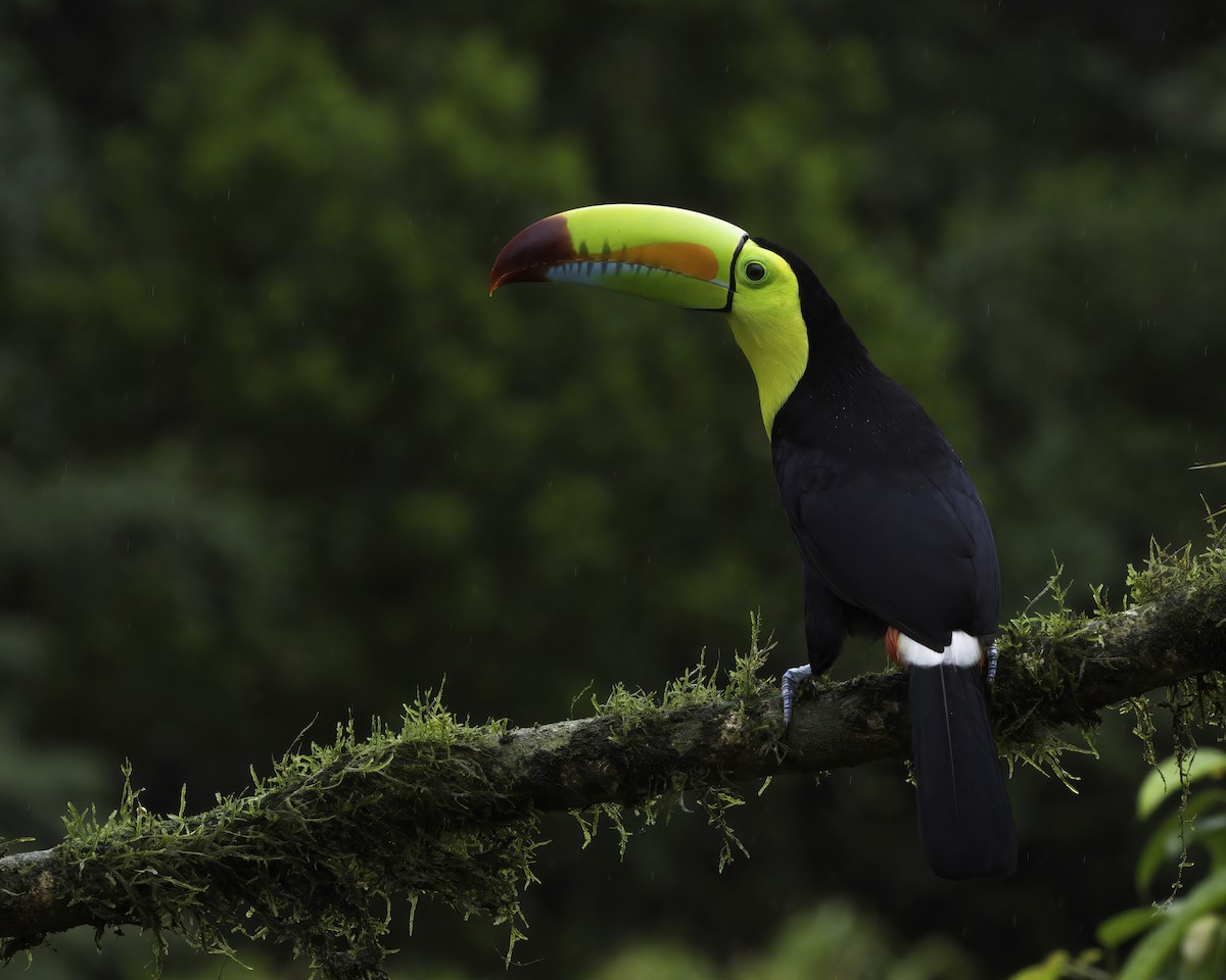 Keel-billed Toucan - ML647377995