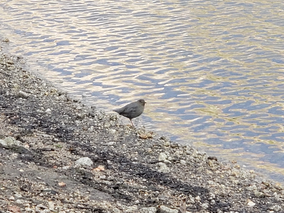 American Dipper - ML647377997