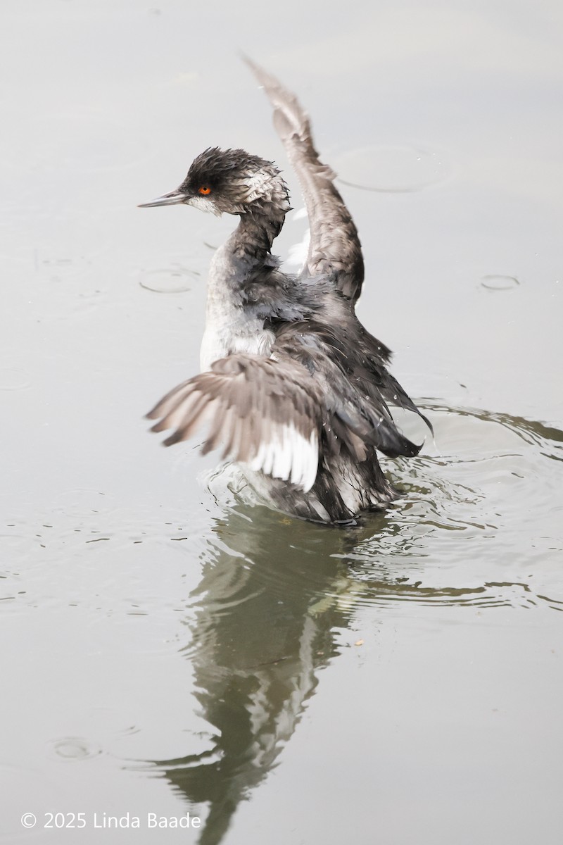 Eared Grebe - ML647377998