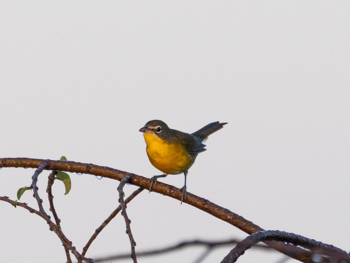 Ictérie polyglotte - ML647377999