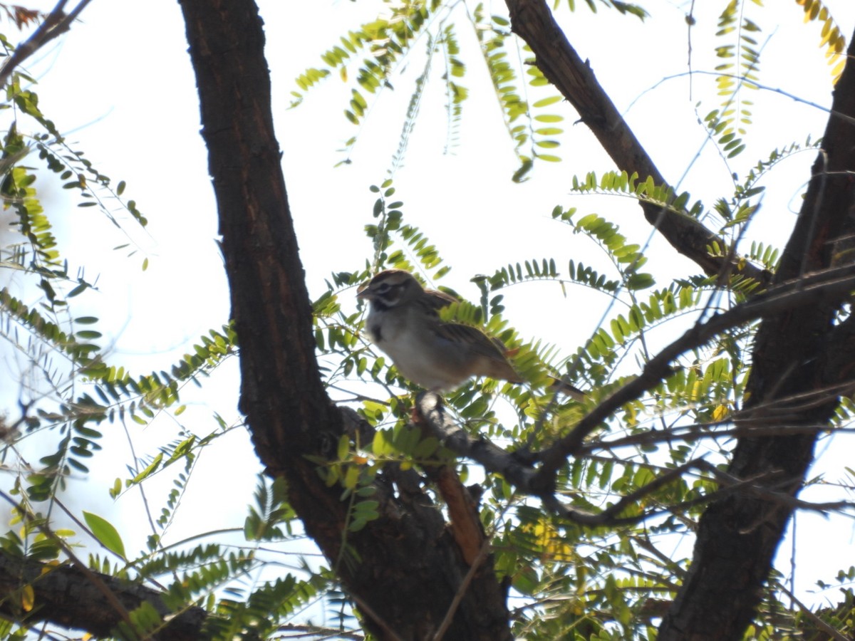 Toygar Serçesi - ML647378000