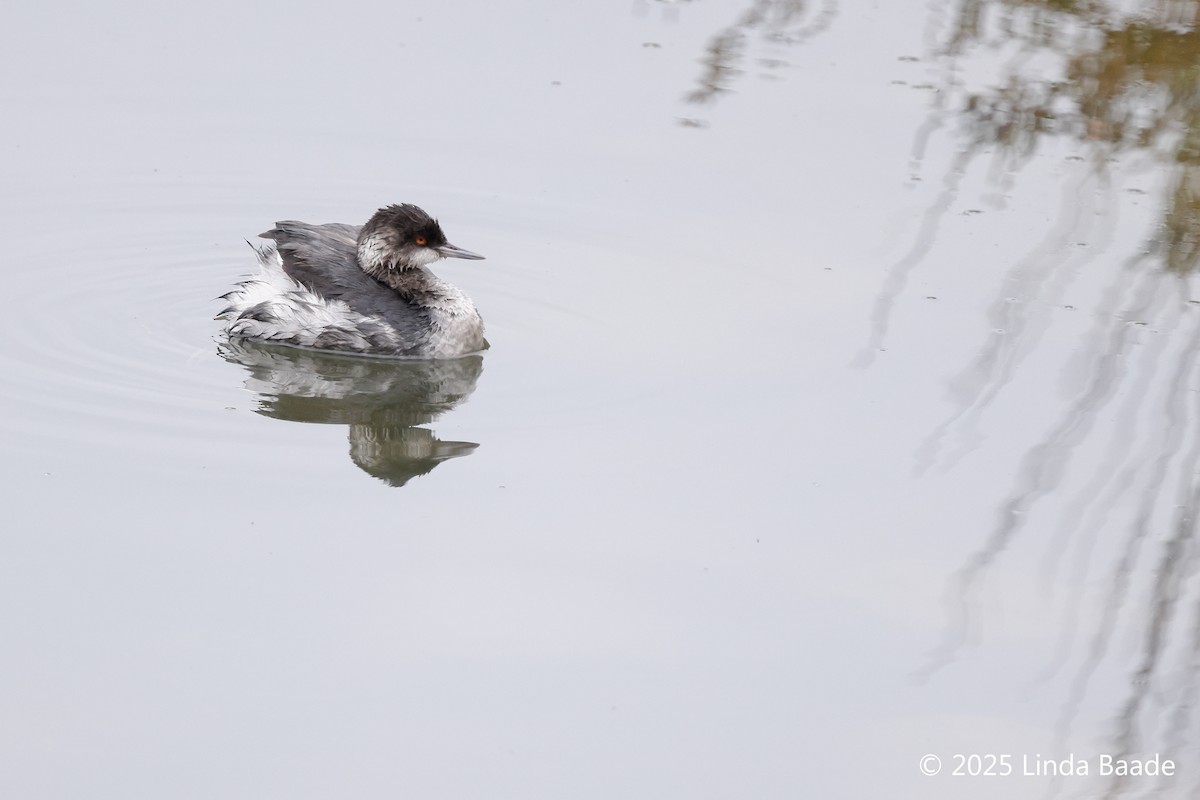 Eared Grebe - ML647378006
