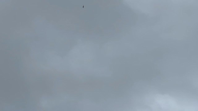 סיס חד-זנב - ML647378019