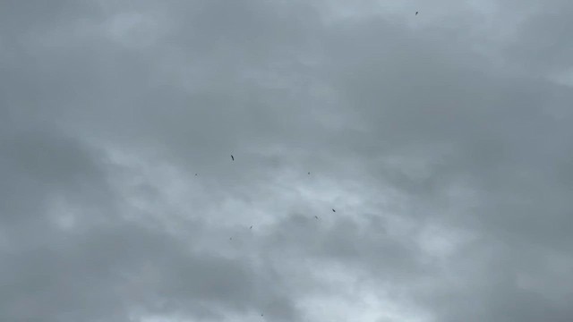 סיס חד-זנב - ML647378020