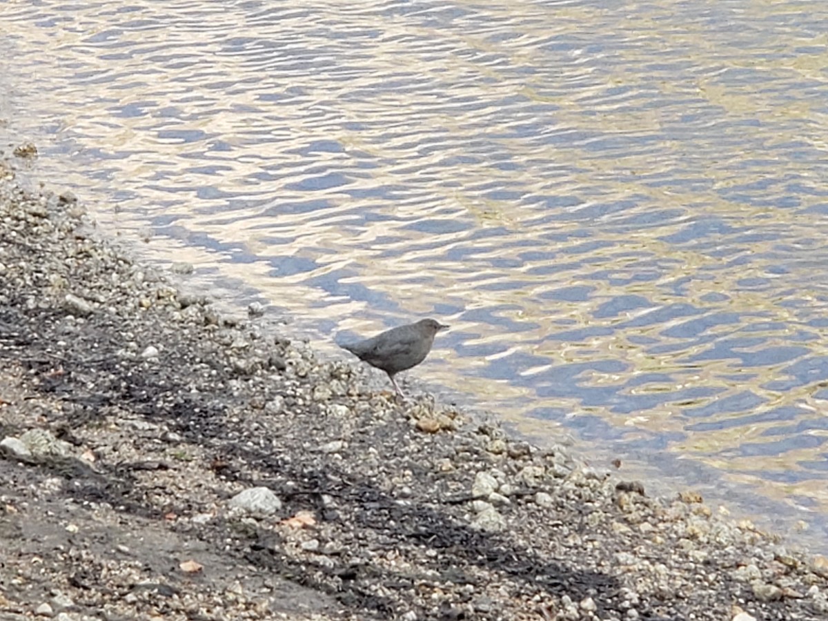 American Dipper - ML647378022