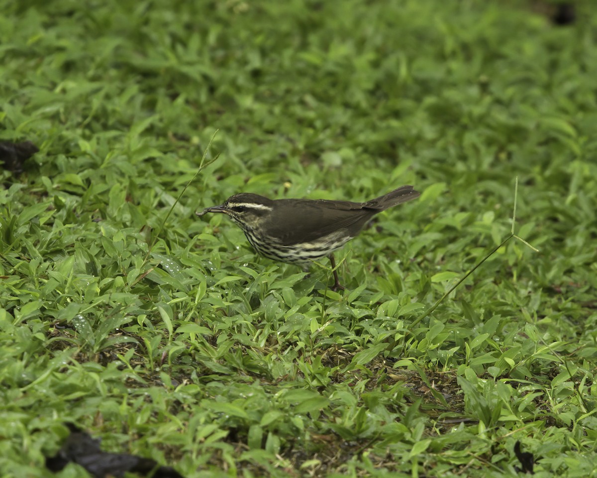 Northern Waterthrush - ML647378026