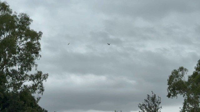 Dollarbird - ML647378032