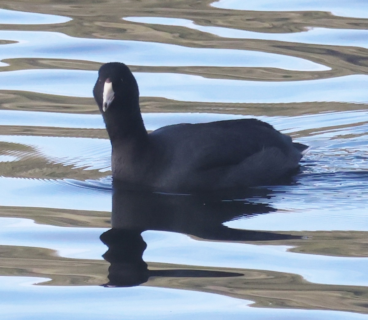 Лиска американська - ML647378034