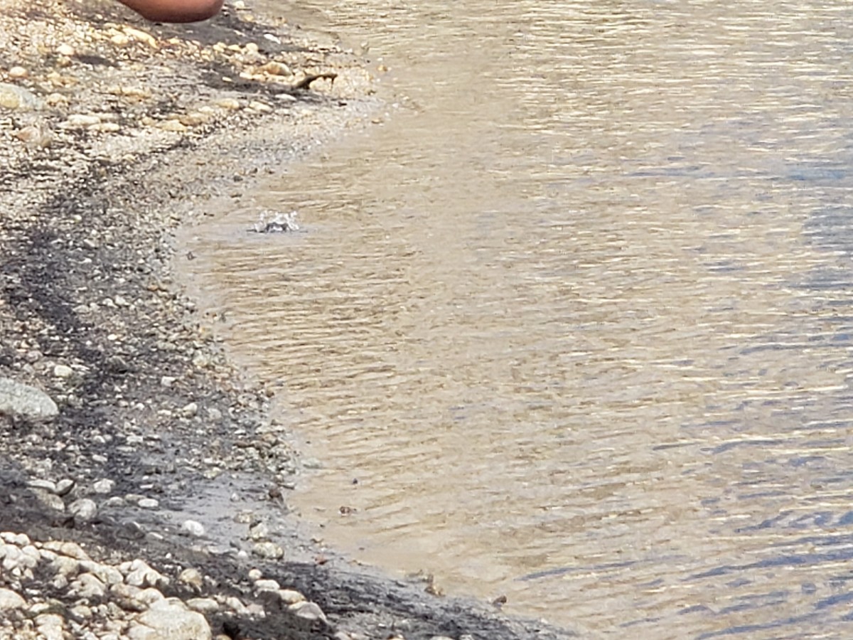 American Dipper - ML647378035