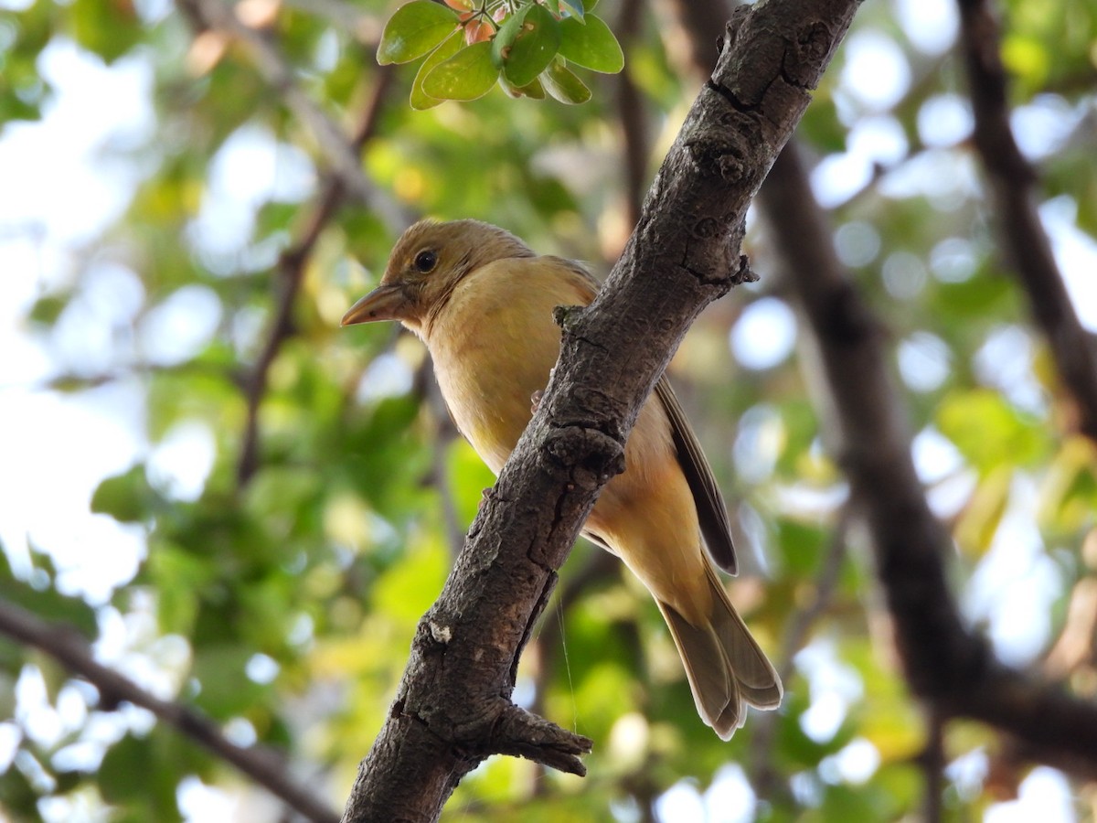 Kırmızı Piranga - ML647378037