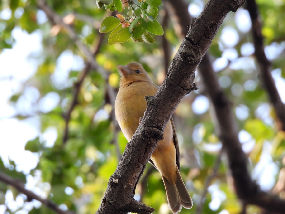 Kırmızı Piranga - ML647378038