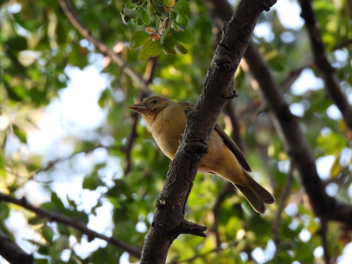 Kırmızı Piranga - ML647378039