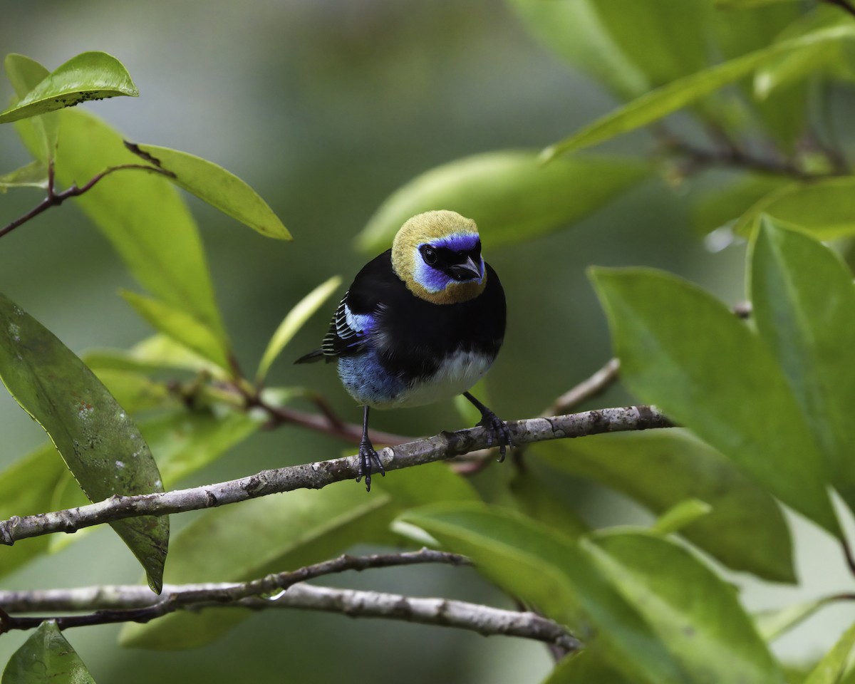 Golden-hooded Tanager - ML647378048