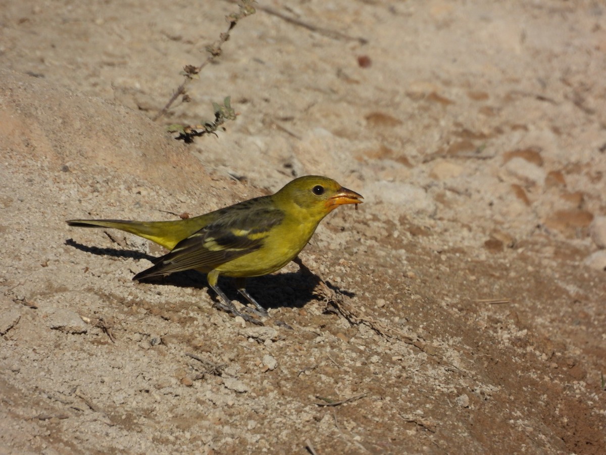 Batılı Piranga - ML647378050