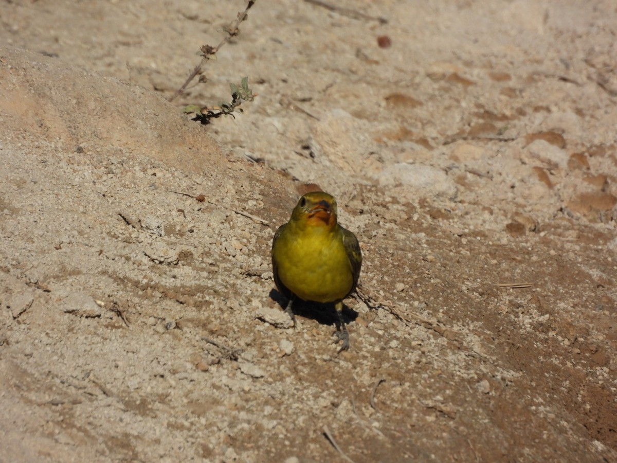 Batılı Piranga - ML647378051