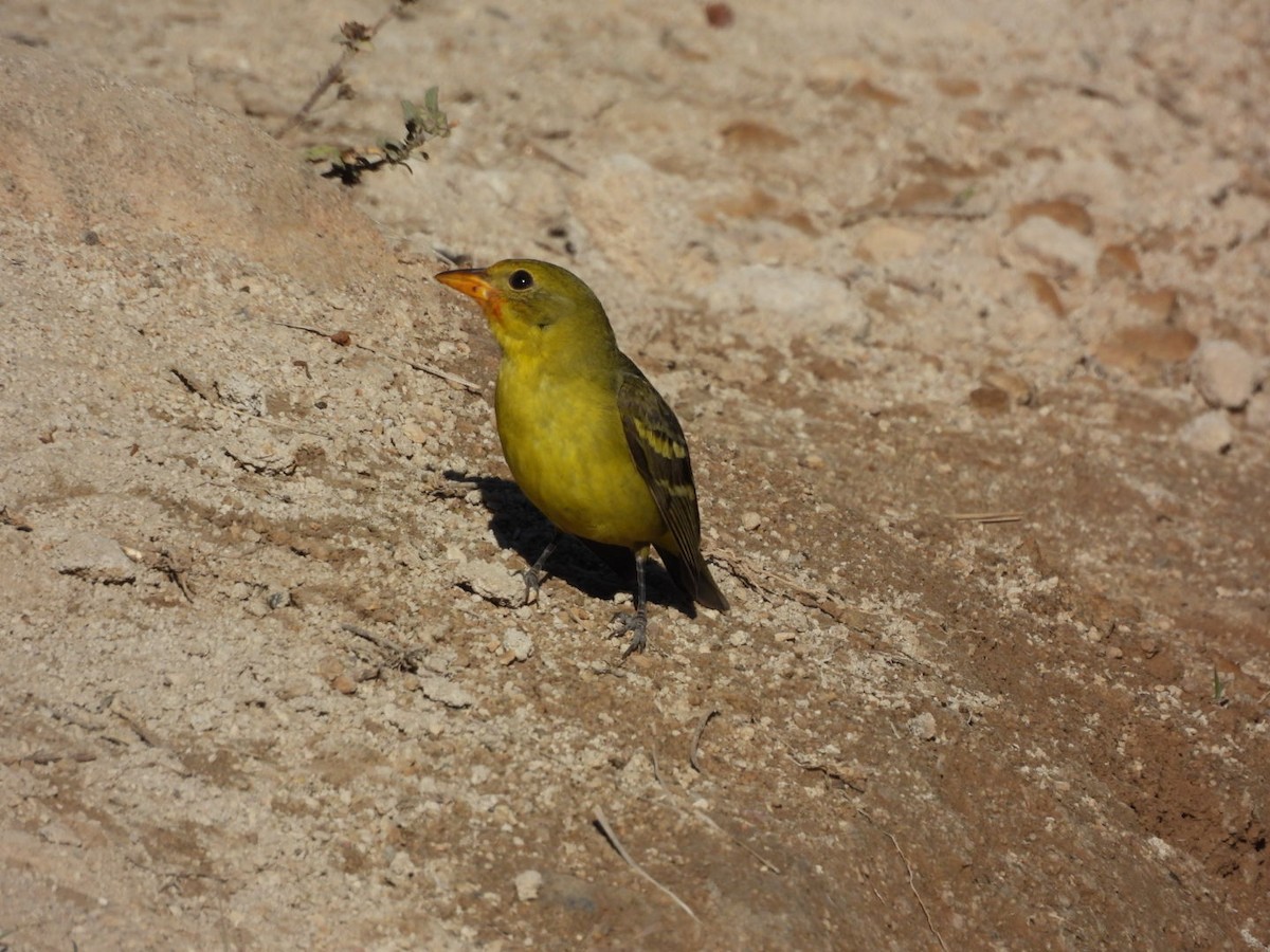 Batılı Piranga - ML647378052