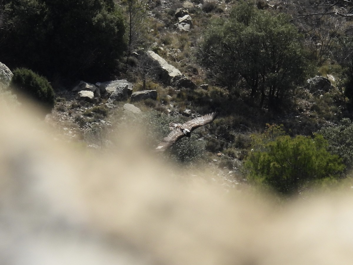 orlosup bradatý - ML647378060