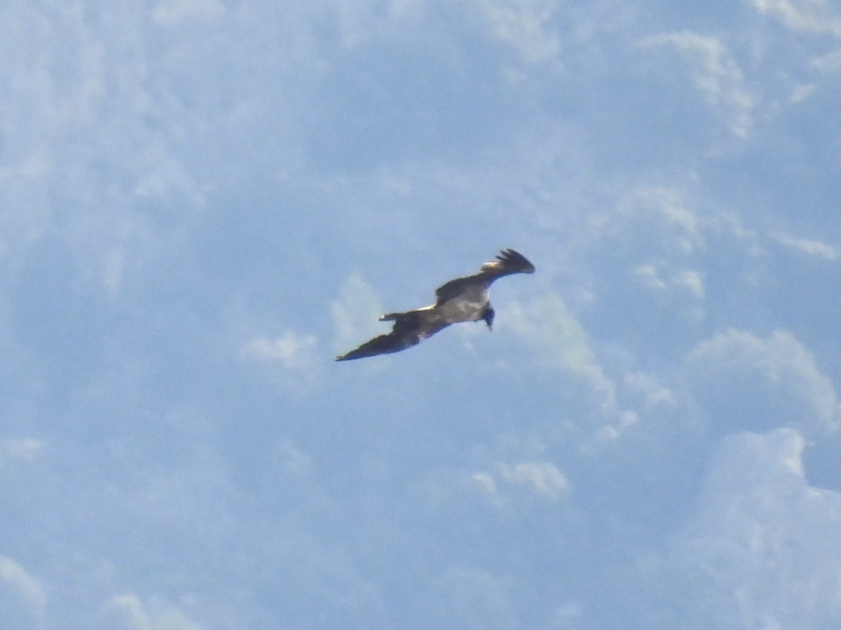 orlosup bradatý - ML647378061