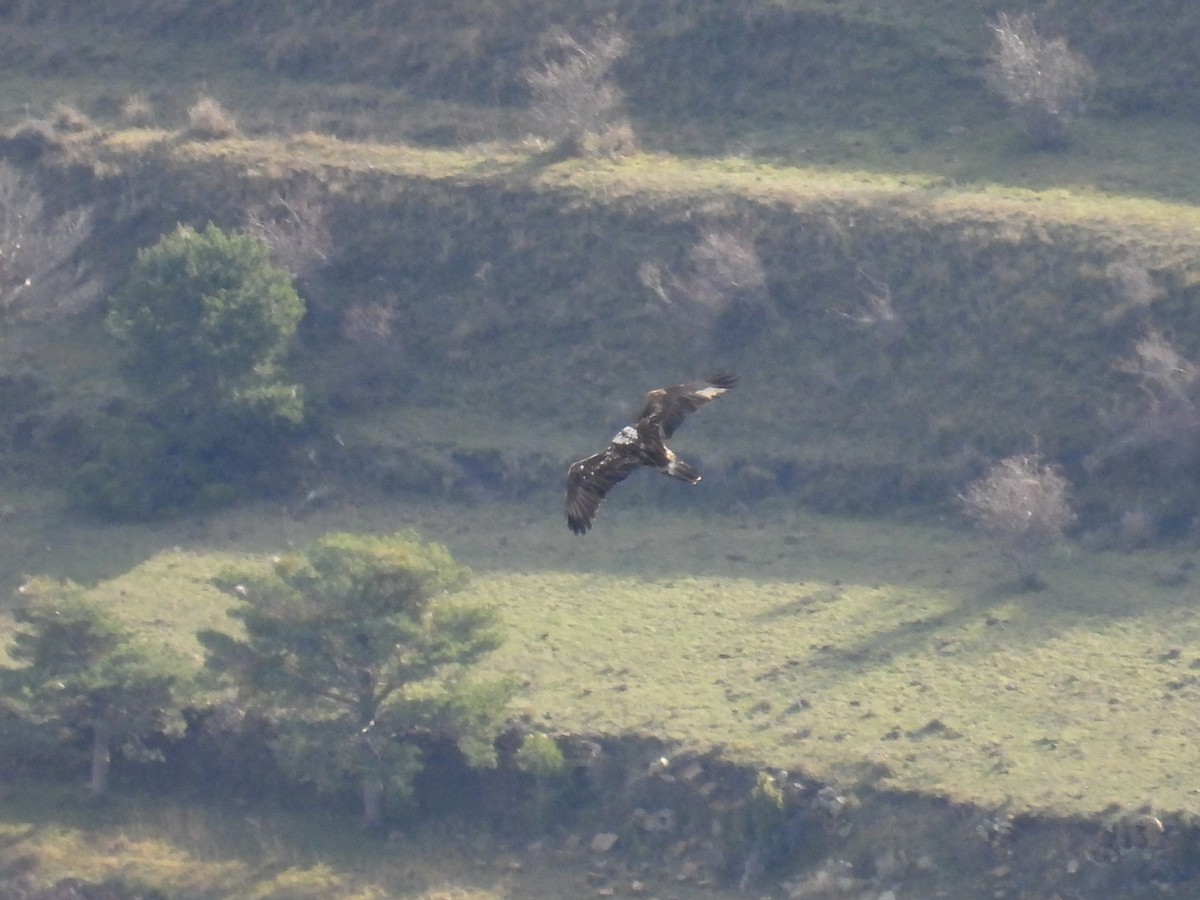 orlosup bradatý - ML647378062