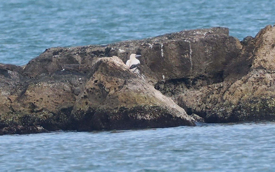 アカアシカツオドリ - ML647378063