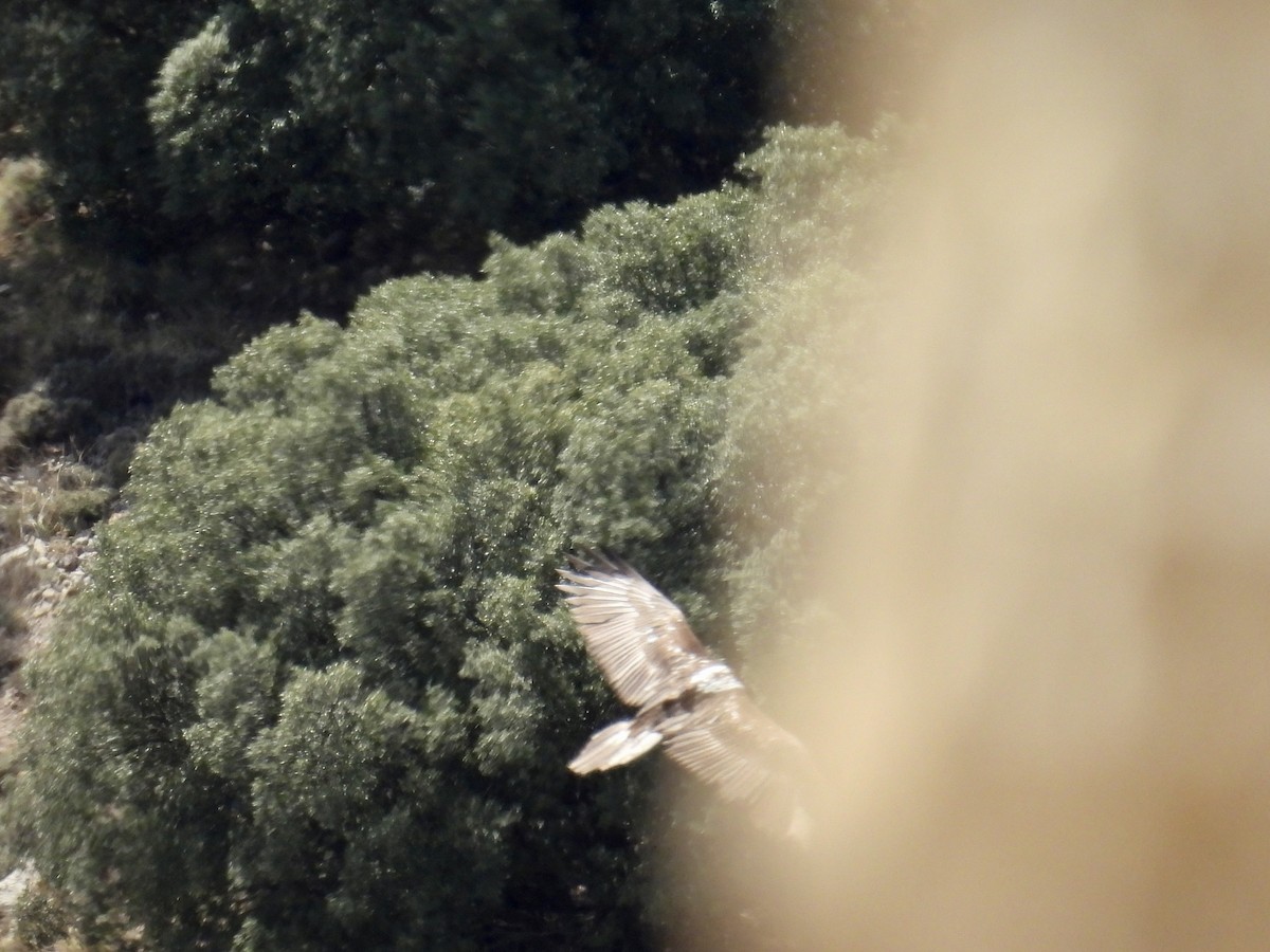 orlosup bradatý - ML647378064