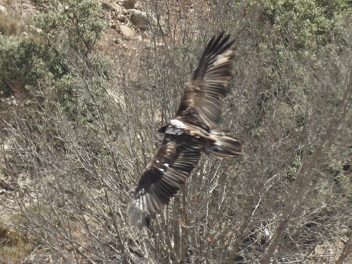 orlosup bradatý - ML647378066