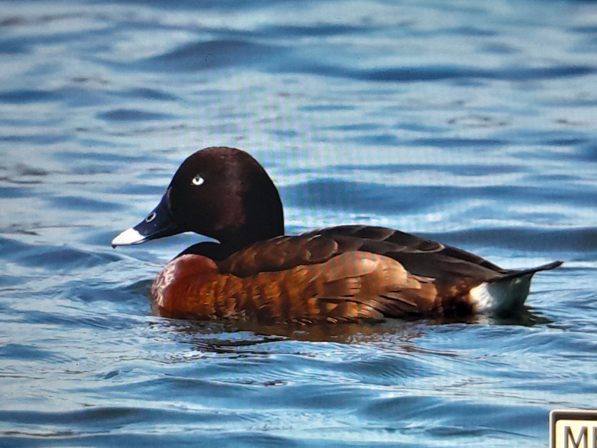 Hardhead - ML647378078