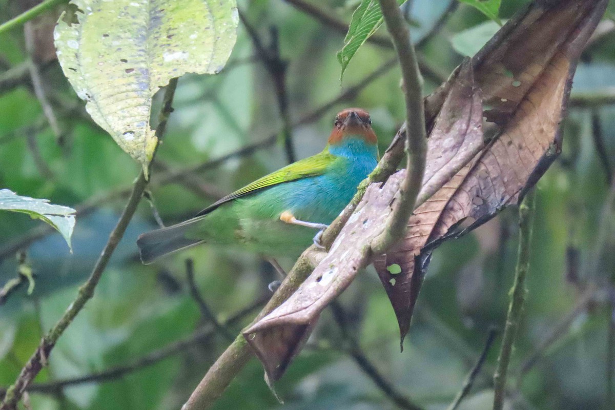 Calliste rouverdin - ML647378081