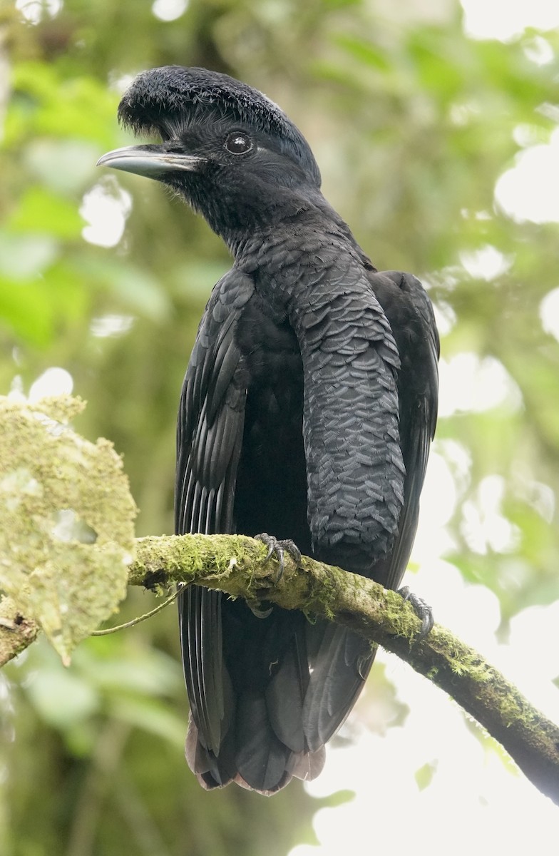 Long-wattled Umbrellabird - ML647378084