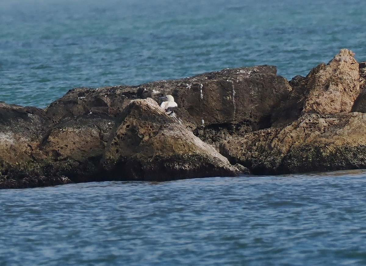 アカアシカツオドリ - ML647378095