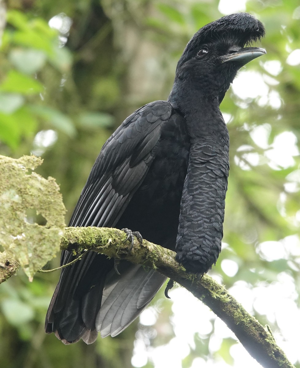 Long-wattled Umbrellabird - ML647378101