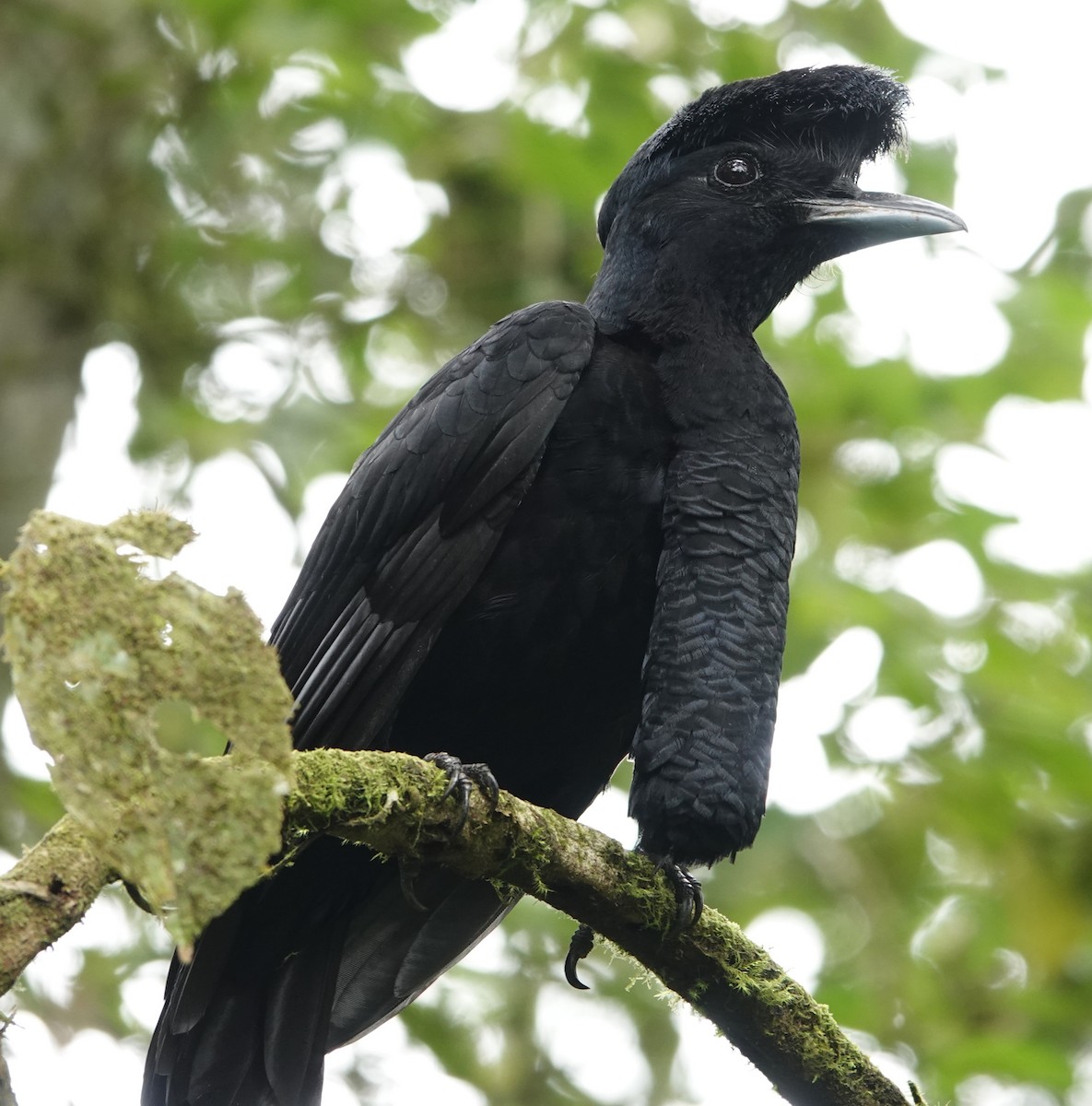 Long-wattled Umbrellabird - ML647378113