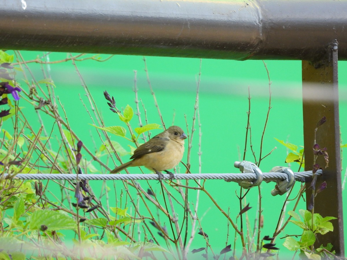 Kızıl Sokumlu Tohumcul - ML647378115