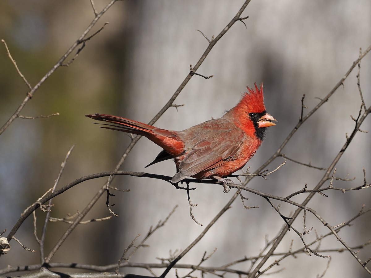 Northern Cardinal - ML647378122
